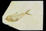 Fossil Fish (Diplomystus) - Wyoming #111260-1